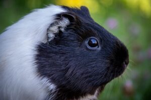 換毛期に毛が抜けているモルモット
