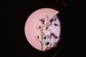 黒猫と魔女の結び付きを語る西洋の版画の雰囲気