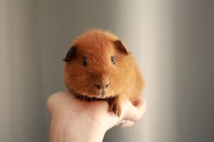 多頭飼いのモルモットが並んでいる様子