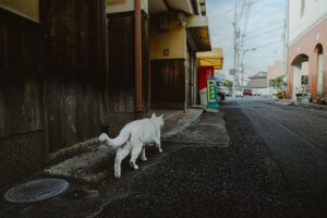 ことわざに登場してきた猫の情景