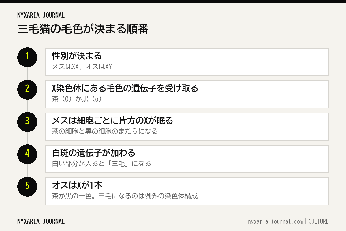三毛猫の毛色が決まる5つの手順のフロー図