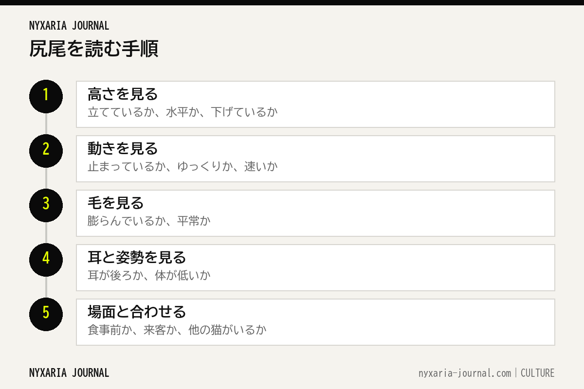 猫の尻尾を読む5つの手順