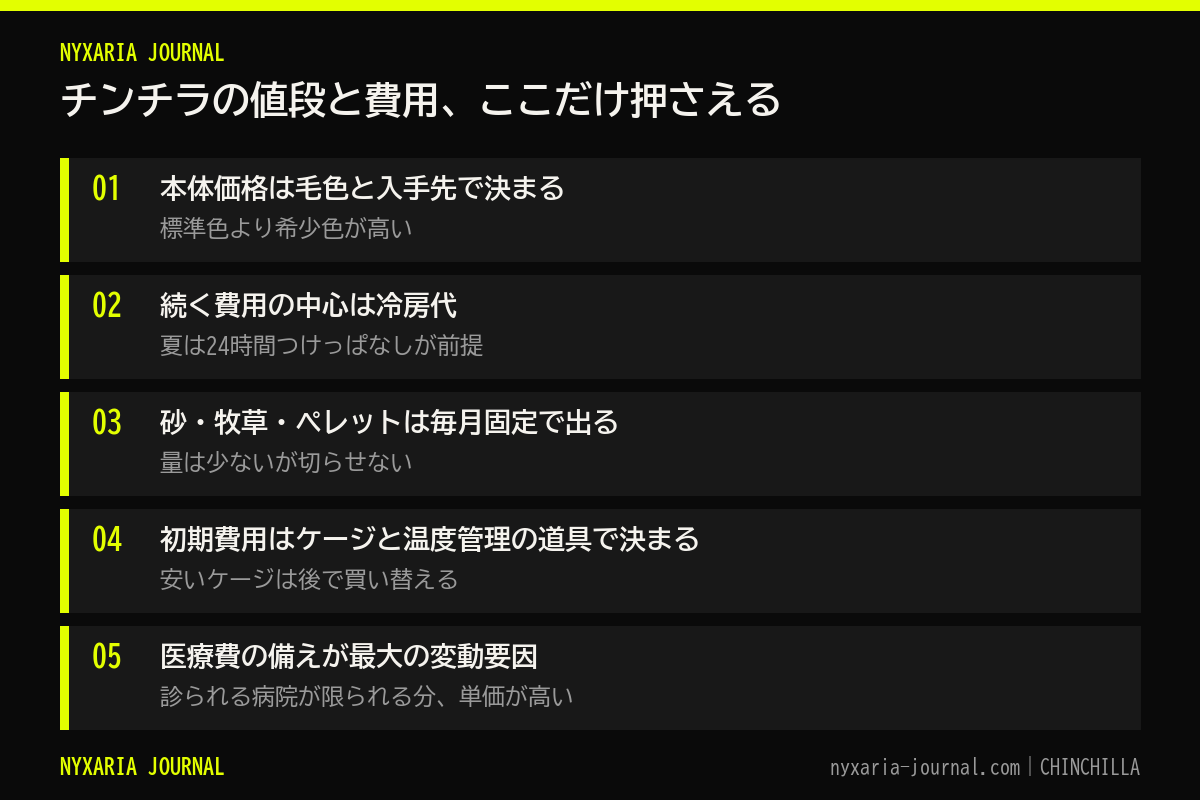 チンチラの値段と費用の要点｜本体は毛色で決まり、続く費用は冷房代と砂・牧草