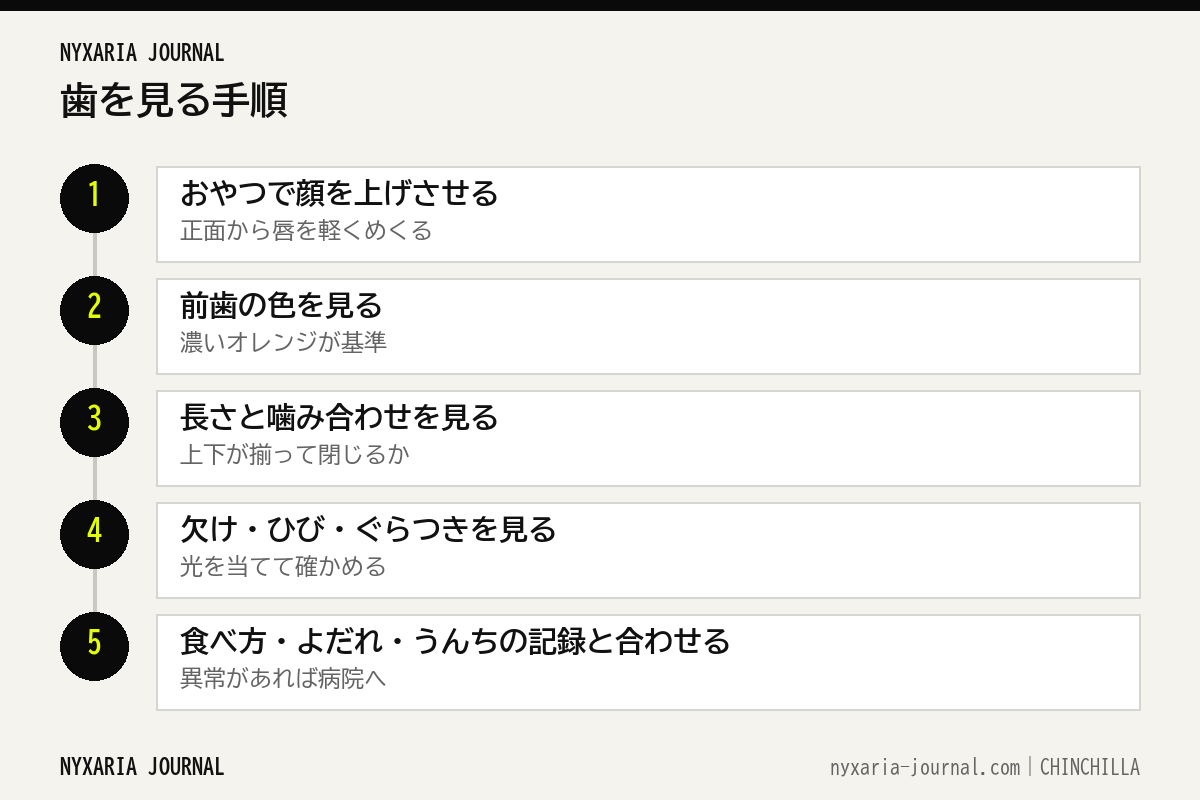 チンチラの歯を見る5つの手順