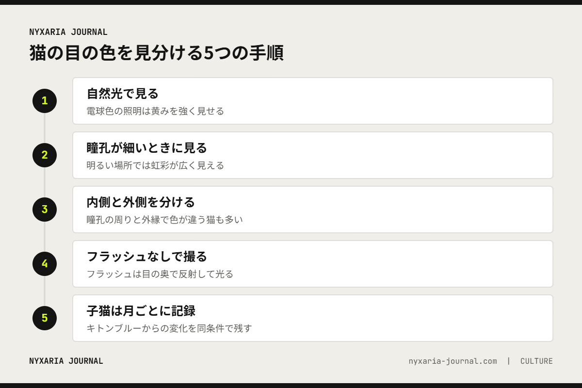猫の目の色を見分ける5つの手順｜自然光で、瞳孔が細いときに、内側と外側を分けて、フラッシュなしで撮る