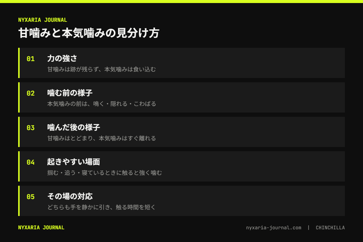 チンチラが噛む理由の要点｜甘噛みは確認、本気噛みは怖さや痛みから身を守る反応