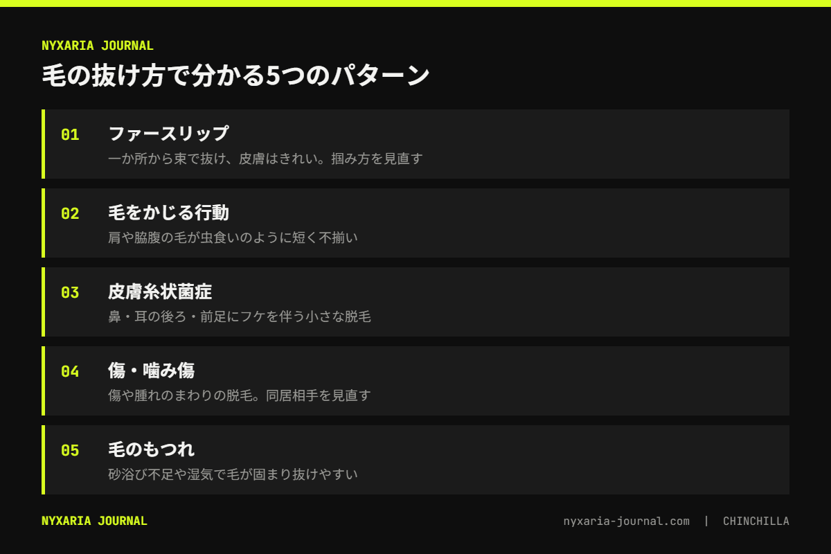 チンチラの毛が抜ける原因の要点｜ファースリップは掴み方のサイン、フケを伴う脱毛は皮膚病の疑い