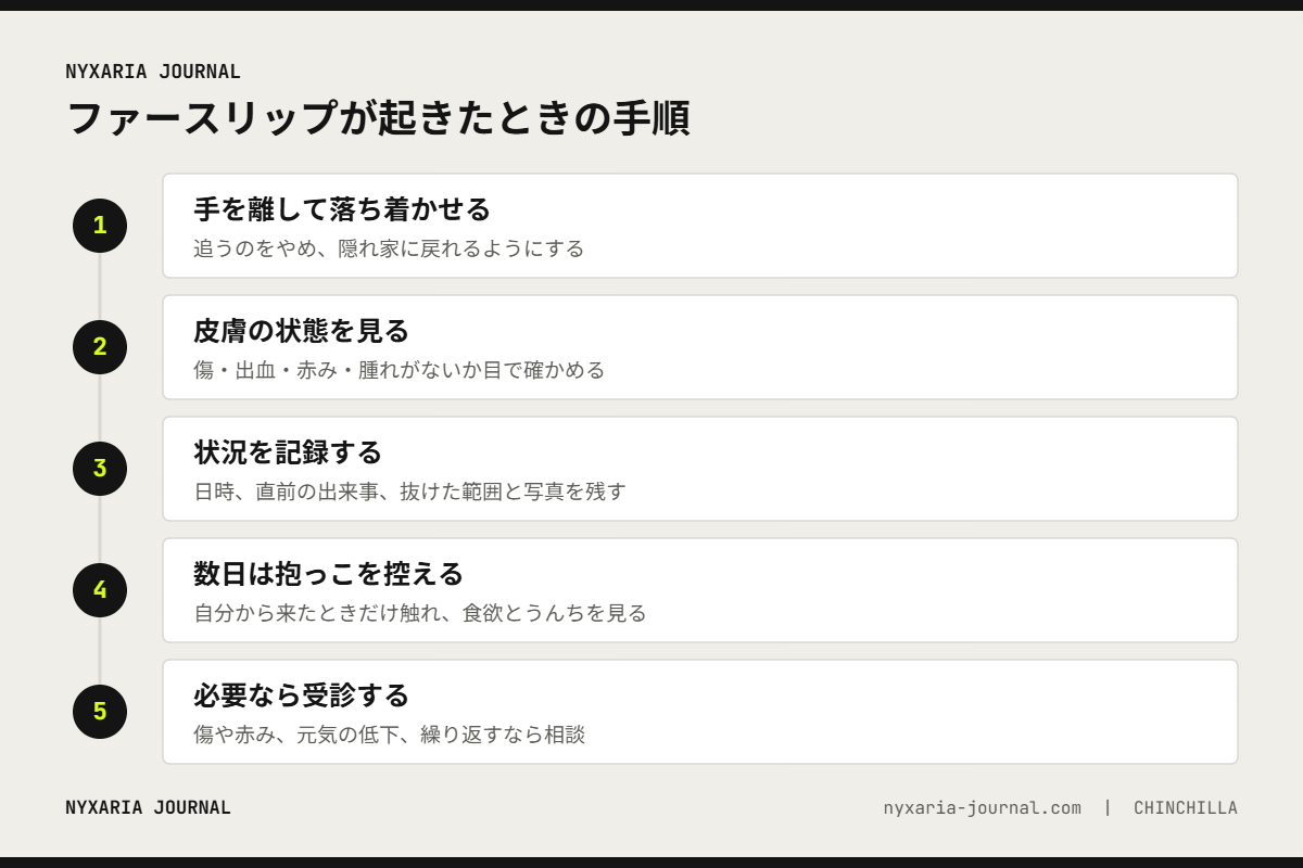 チンチラのファースリップが起きたときの対処手順｜手を離す・皮膚を見る・記録する・抱っこを控える・必要なら受診