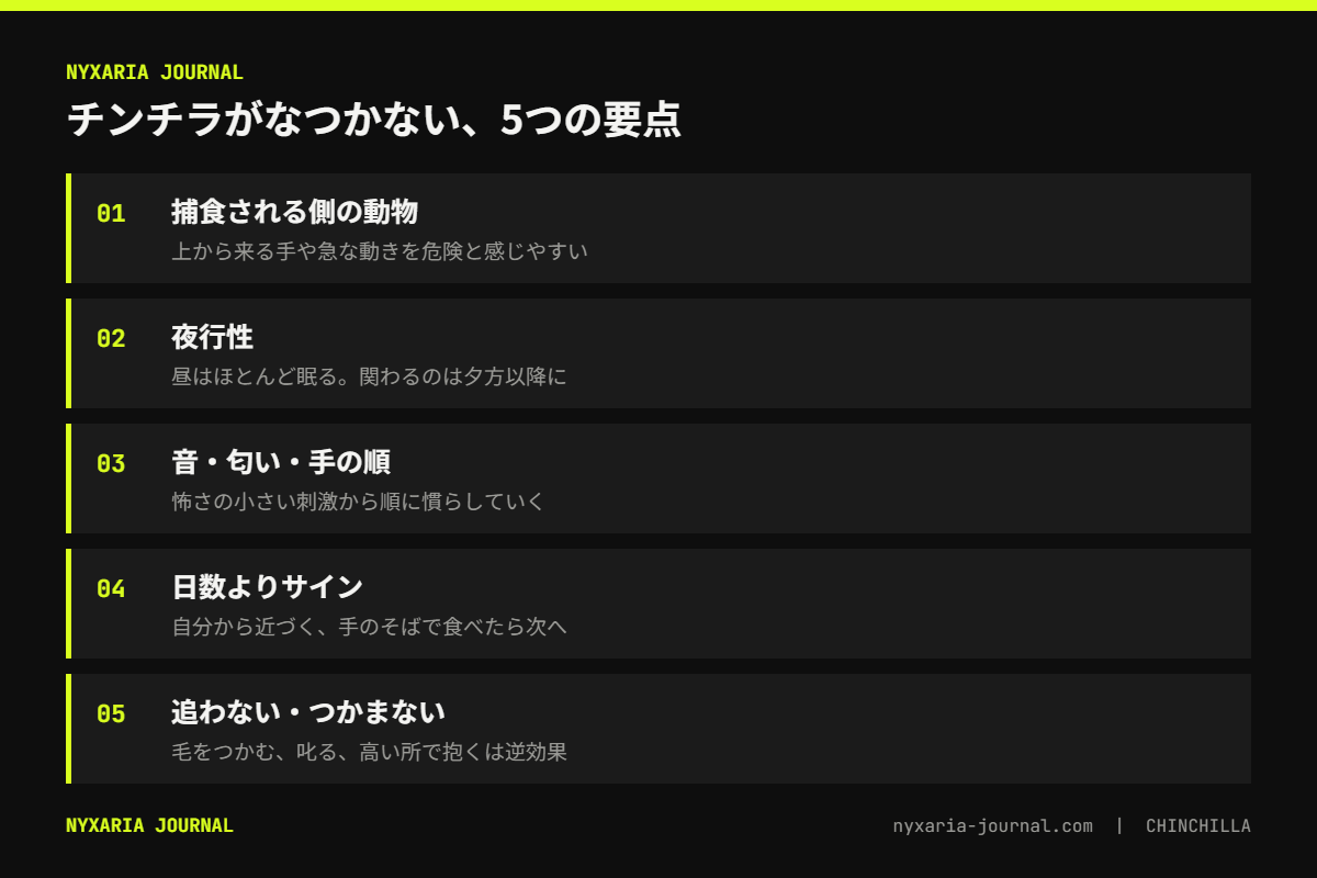 チンチラがなつかない理由の要点｜被食動物で夜行性、慣れる順番は音・匂い・手