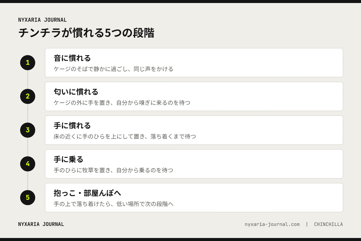 チンチラが慣れる5つの段階｜音に慣れる、匂いに慣れる、手に慣れる、手に乗る、抱っこと部屋んぽへ