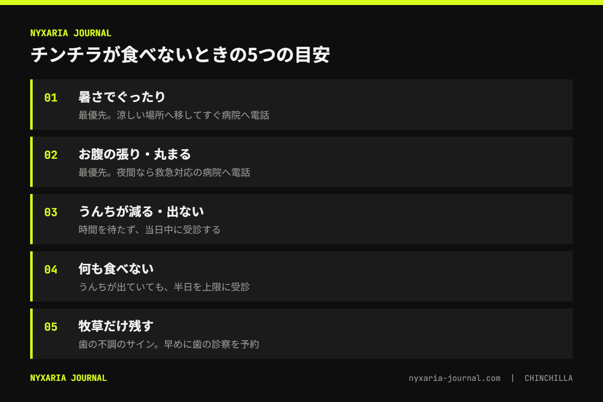 チンチラが食べないときの要点｜様子見は半日まで、うんちが減ったら当日受診