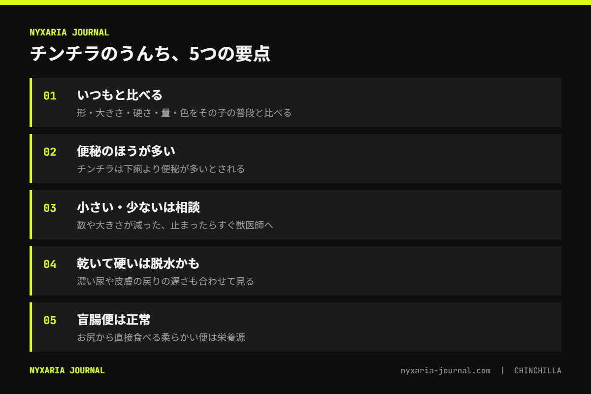 チンチラのうんちで分かる健康の要点｜形・大きさ・硬さ・量・色をいつもと比べる