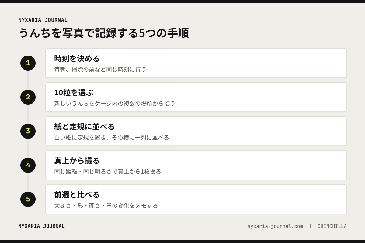 チンチラのうんちを写真で記録する5つの手順｜同じ時刻に10粒を白い紙と定規に並べて撮る