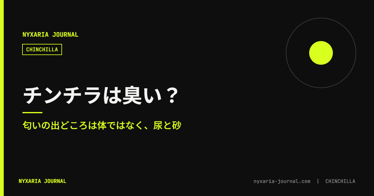 チンチラは臭い?|匂いの出どころは尿と砂