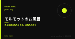 モルモットのお風呂｜洗うのは汚れたときだけ