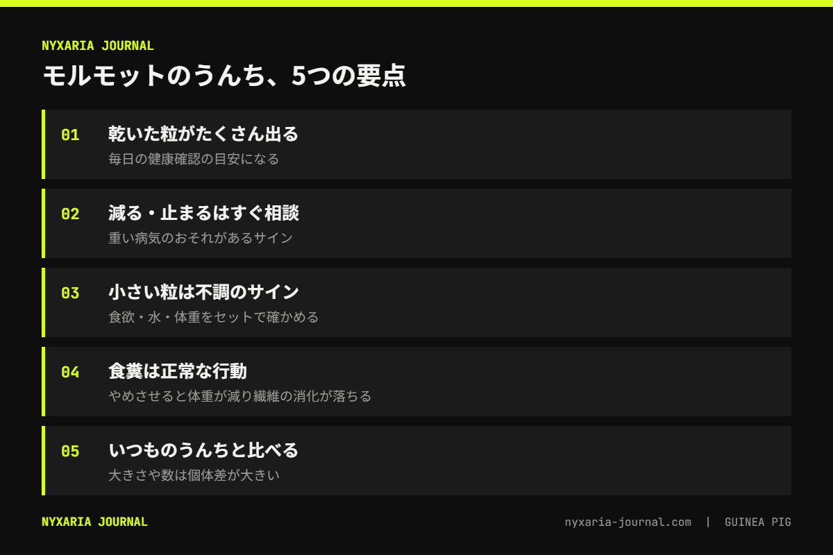 モルモットのうんちで分かる健康の要点｜乾いた粒がたくさん出ていれば目安、減る・止まるはすぐ相談、食糞は正常