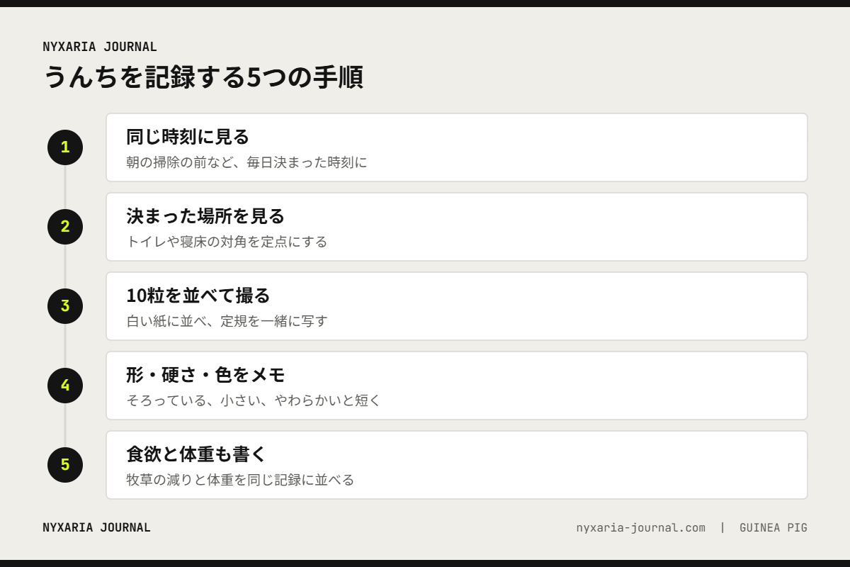 モルモットのうんちを記録する5つの手順｜同じ時刻、決まった場所、10粒を定規と撮影、形と硬さのメモ、食欲と体重