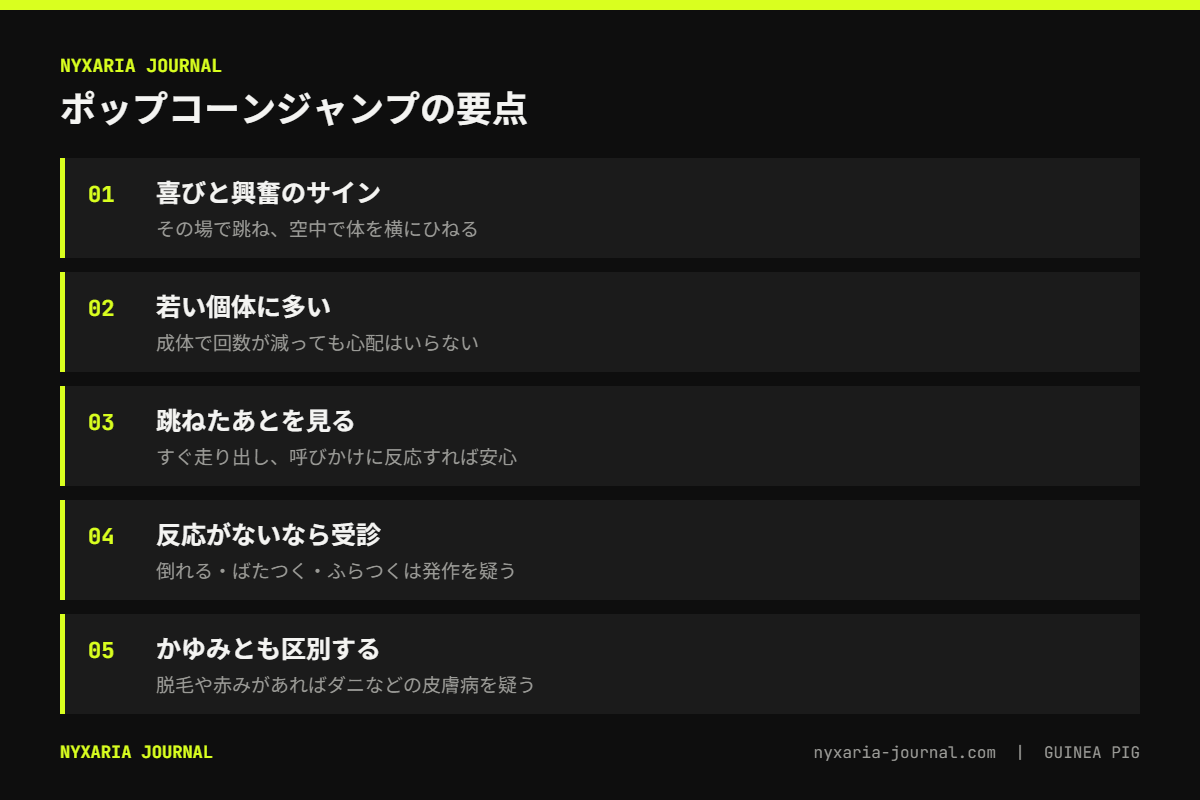 モルモットのポップコーンジャンプの要点｜喜びと興奮で跳ねてねじる、若い個体に多い、反応がない動きは受診