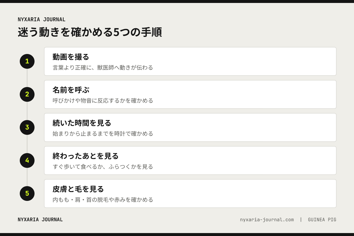 跳ねる動きがポップコーンか発作かを確かめる5つの手順｜動画を撮る・名前を呼ぶ・時間を見る・終わったあと・皮膚と毛