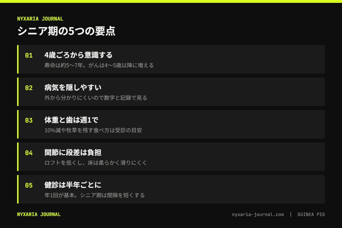 モルモットのシニア期の要点｜寿命は約5〜7年、4歳ごろからシニアを意識、体重・歯・関節・目・毛並みの変化を見る