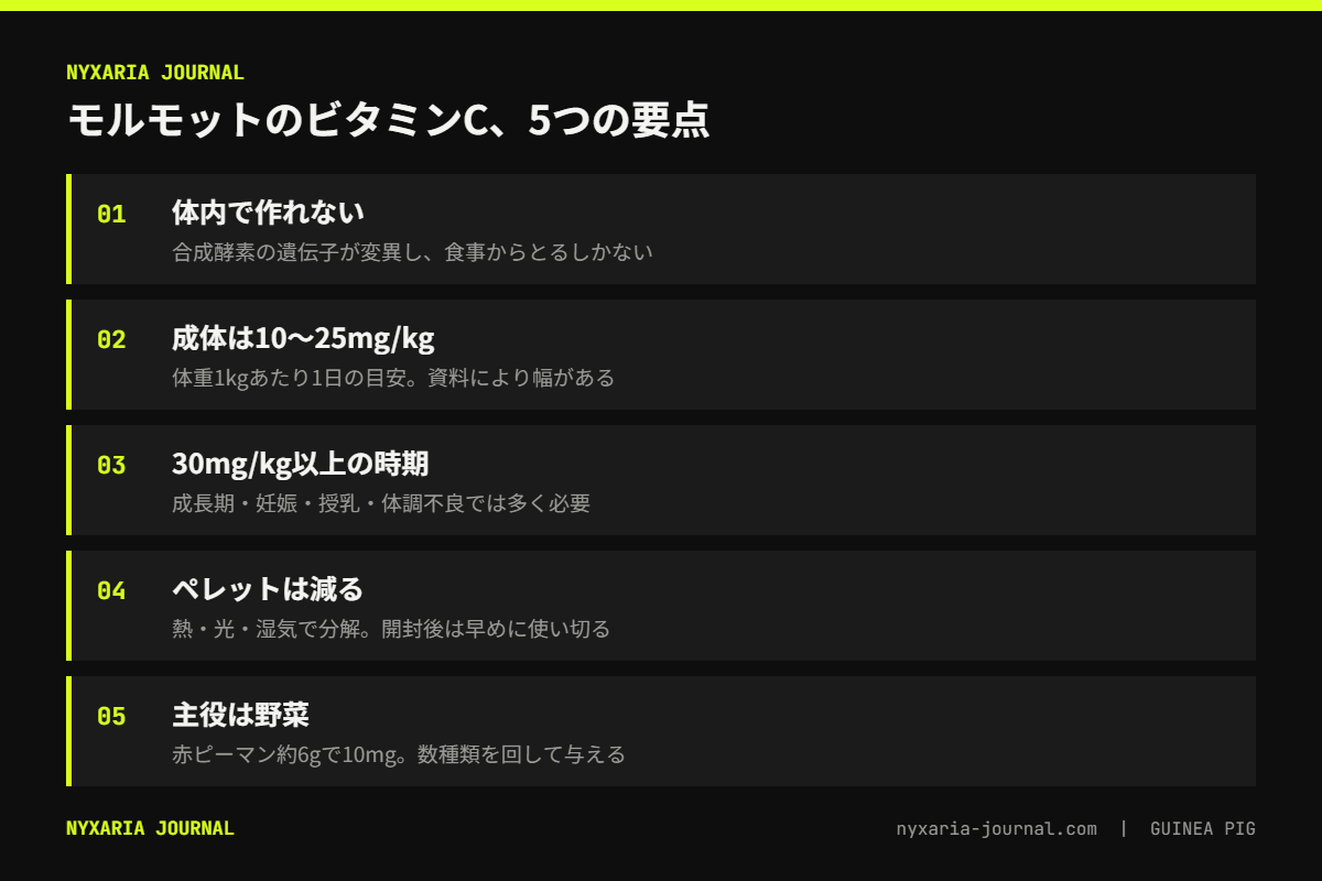 モルモットのビタミンCの要点｜体内で作れず、成体は体重1kgあたり1日10〜25mgが目安
