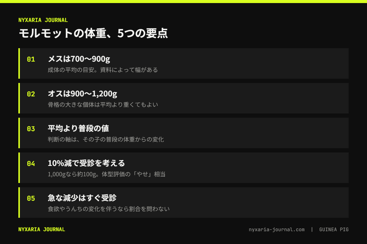 モルモットの体重の要点｜成体はメス700〜900g・オス900〜1,200g、普段から10%減で受診の目安